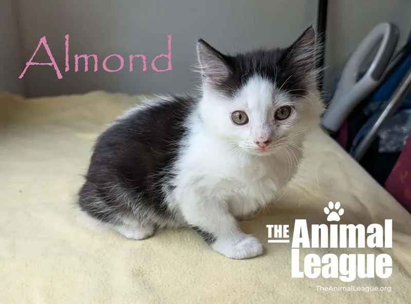 Almond thumbnail 4