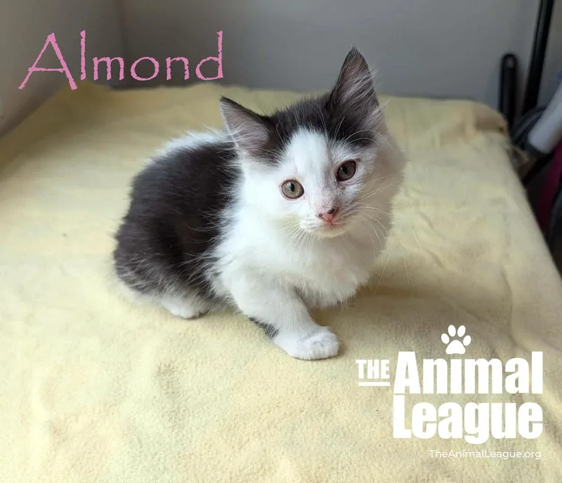 Almond thumbnail 5