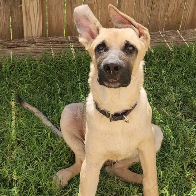 A baby small-sized male German Shepherd Dog dog named Chase for adoption in San Antonio, TX