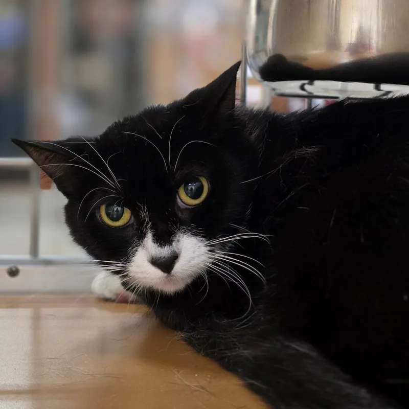 An adult medium-sized female Black Domestic Short Hair cat named Jada Smith for adoption in Chatham, VA