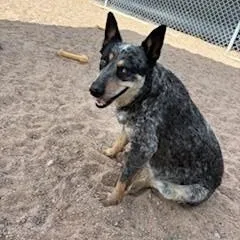 A senior medium-sized female Merle (Blue) Australian Cattle Dog / Blue Heeler dog named Rozie for adoption in Bernalillo, NM