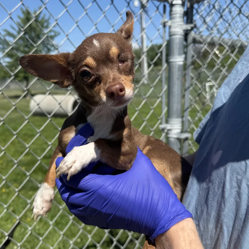An adult small-sized male Chihuahua dog named Dean for adoption in Kearney, NE