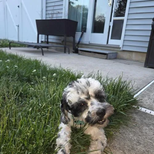 A baby small-sized male Bicolor Mixed Breed dog named Dior for adoption in Toms River, NJ