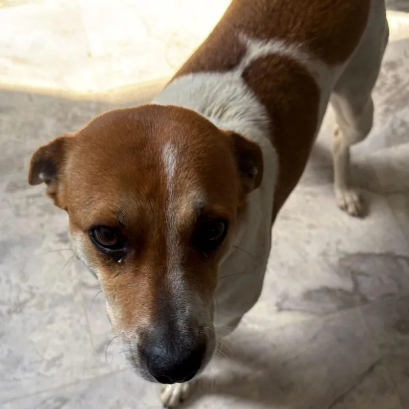 A baby medium-sized female White / Cream Mixed Breed dog named Winnie for adoption in Oak Hill, WV