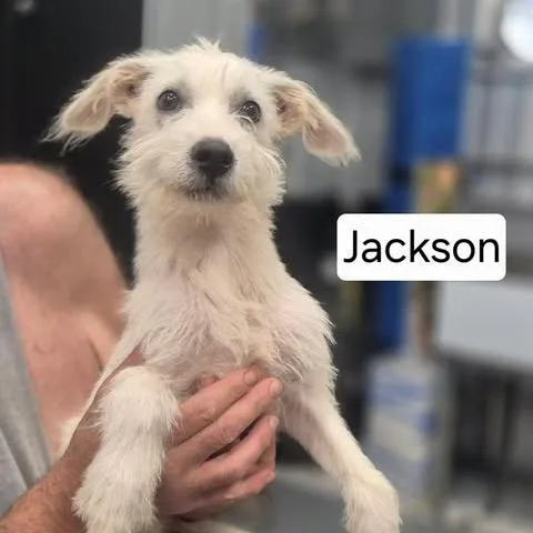 An adult small-sized male White / Cream Terrier dog named Jackson for adoption in Dover, AR