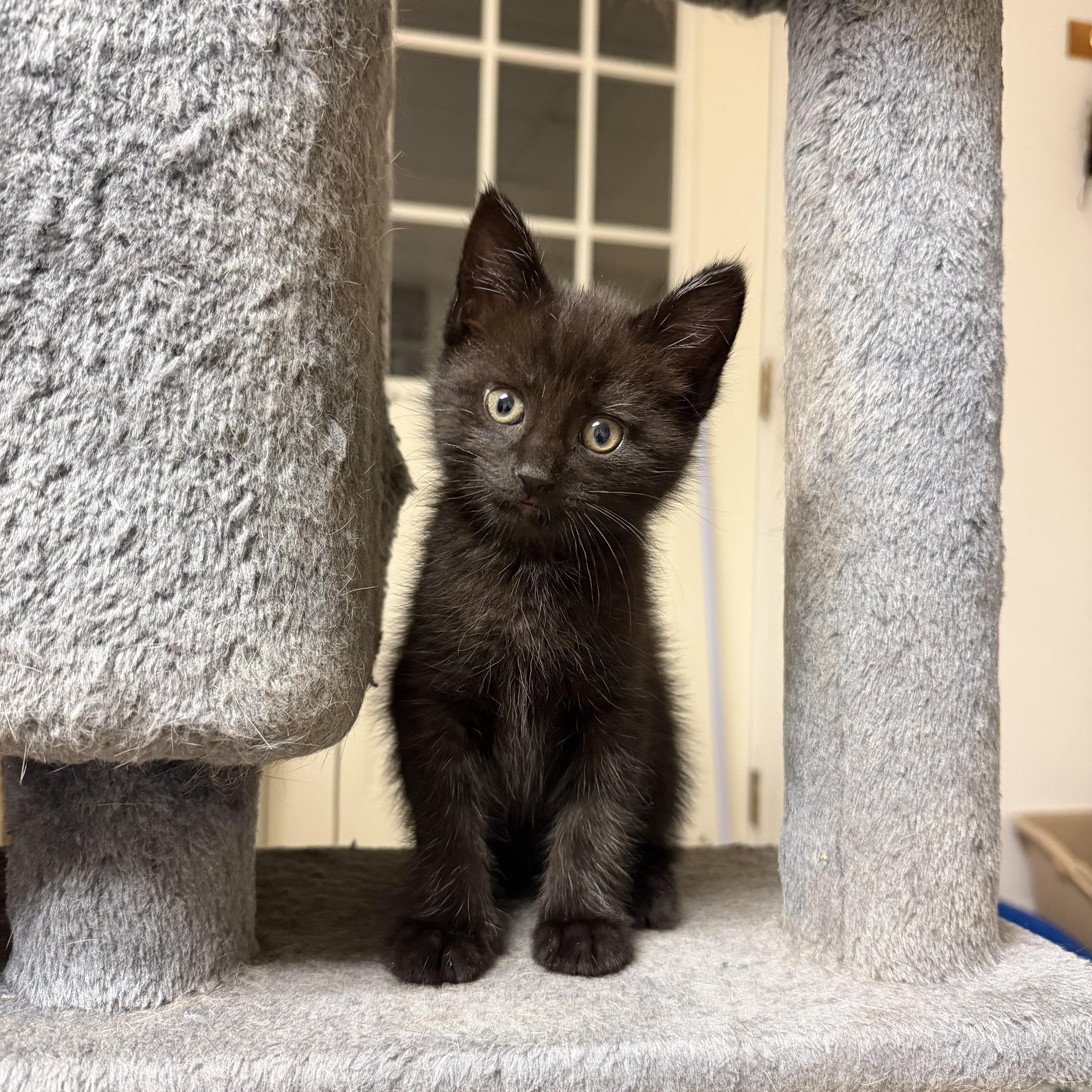 A baby medium-sized male Black Domestic Short Hair cat named Bruce Lee for adoption in Mechanicsburg, PA