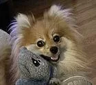 A young small-sized female Pomeranian dog named Daisy for adoption in Fremont, CA