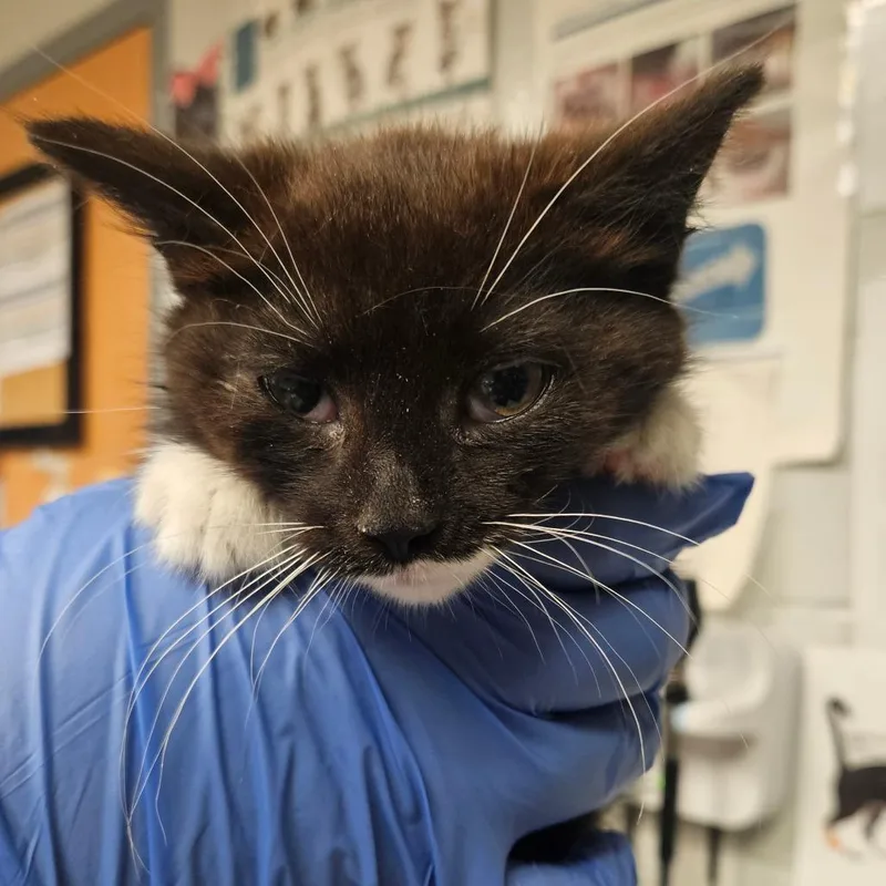 A baby small-sized female Black Domestic Short Hair cat named Cher for adoption in Birdsboro, PA