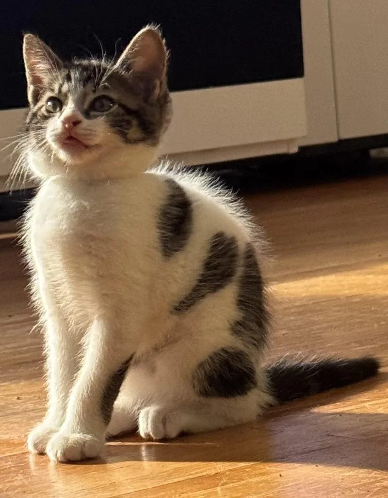 A baby large-sized male White Domestic Medium Hair cat named Toothless for adoption in Ontario, NY