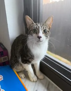 An adult small-sized male Domestic Short Hair cat named Peter for adoption in Miami, FL