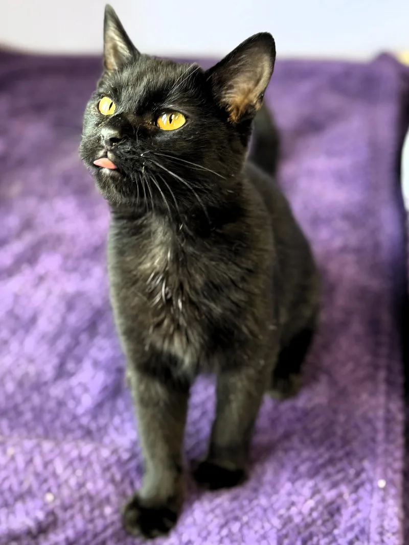 A baby medium-sized male Black Domestic Short Hair cat named Goose for adoption in Pekin, IL