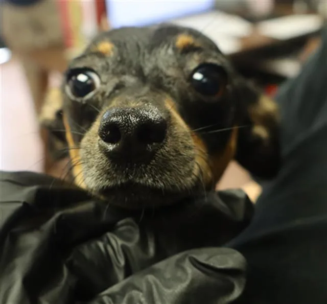 A young small-sized female Mixed Breed dog named Odette for adoption in Columbia, SC