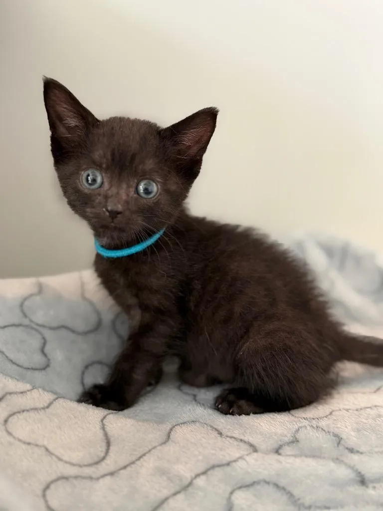 A baby small-sized male Domestic Short Hair cat named Reece for adoption in Leonardtown, MD