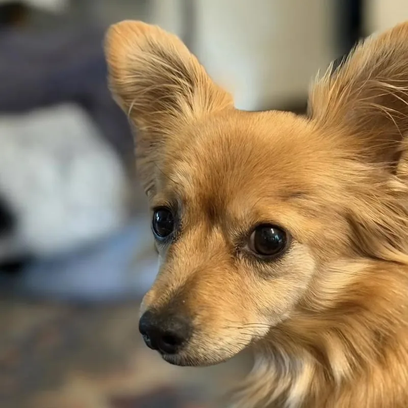 Kiki
