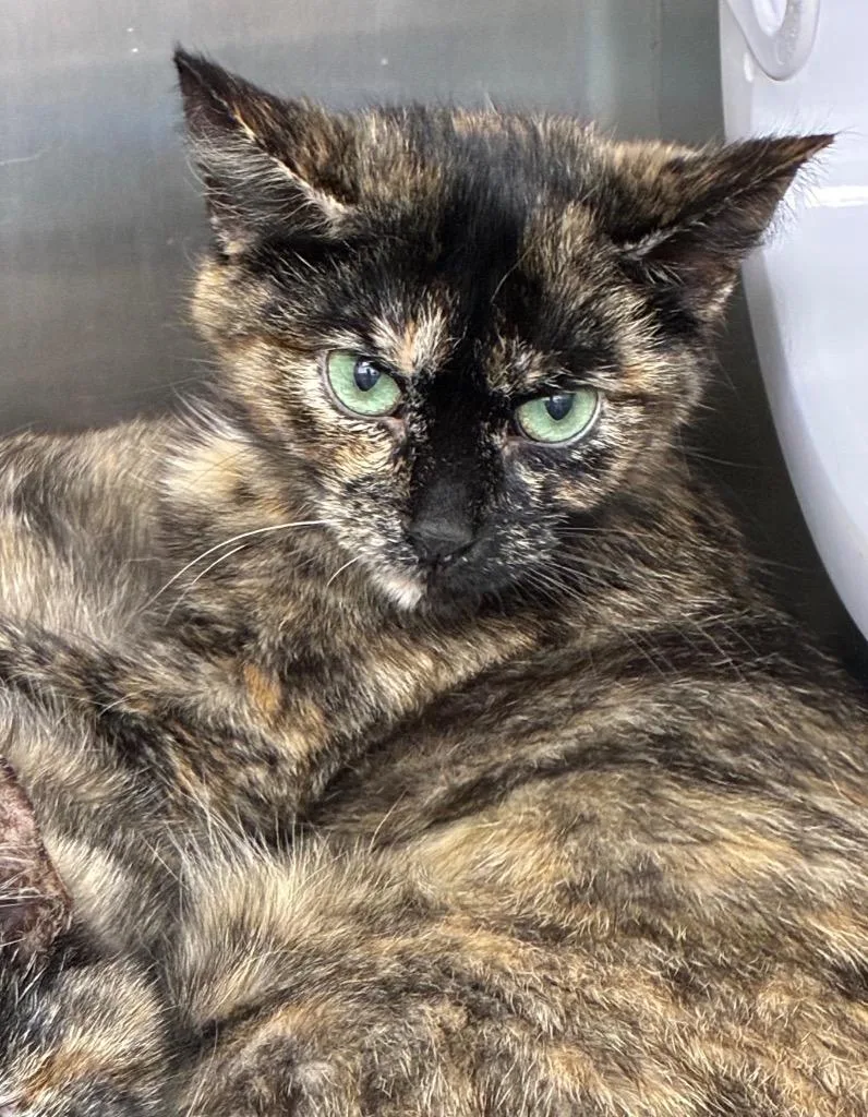 A baby small-sized female Domestic Short Hair cat named Colorado for adoption in Hartsville, SC