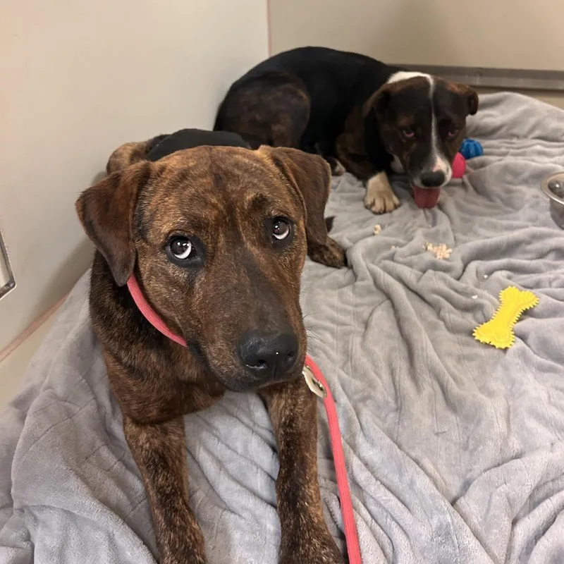 An adult medium-sized male Brown / Chocolate Pit Bull Terrier dog named Rex for adoption in Flagstaff, AZ