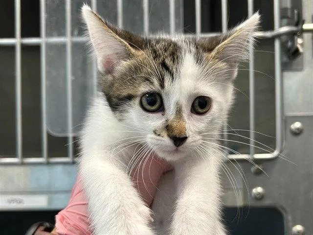 A baby small-sized female Oriental Short Hair cat named Smudge for adoption in Tavares, FL