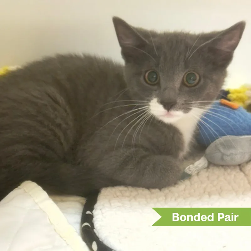 A young medium-sized female Gray & White Domestic Short Hair cat named Queenie for adoption in Reisterstown, MD