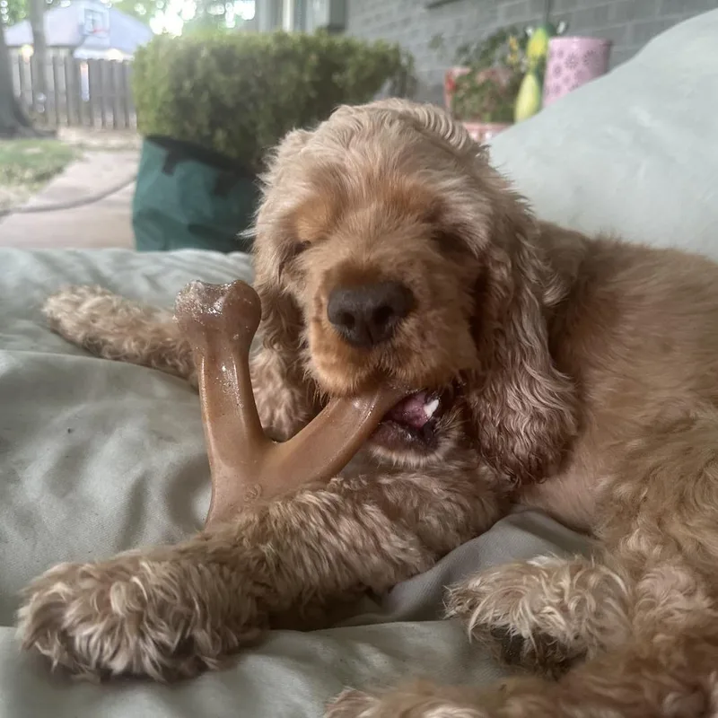 An adult medium-sized female Yellow / Tan / Blond / Fawn Cocker Spaniel dog named Betty Cocker for adoption in Wichita, KS
