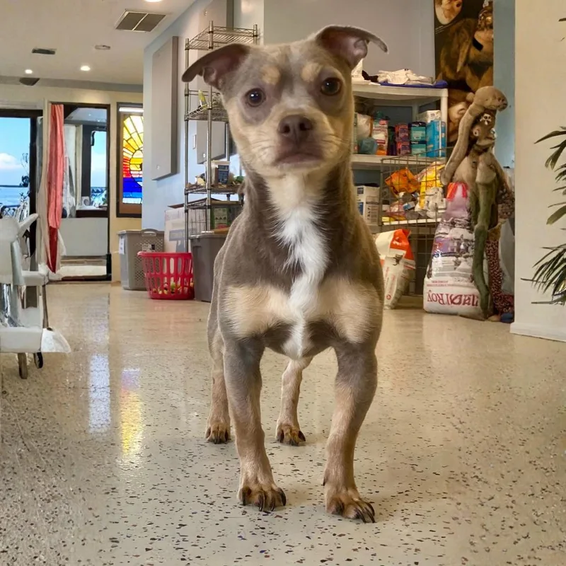 An adult small-sized male Brown / Chocolate Chihuahua dog named Serge for adoption in Erie, PA