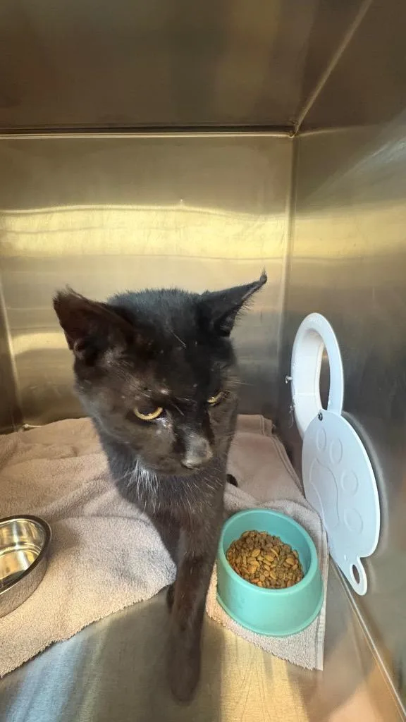 A senior medium-sized male Domestic Short Hair cat named Midnight for adoption in Clarksville, TN