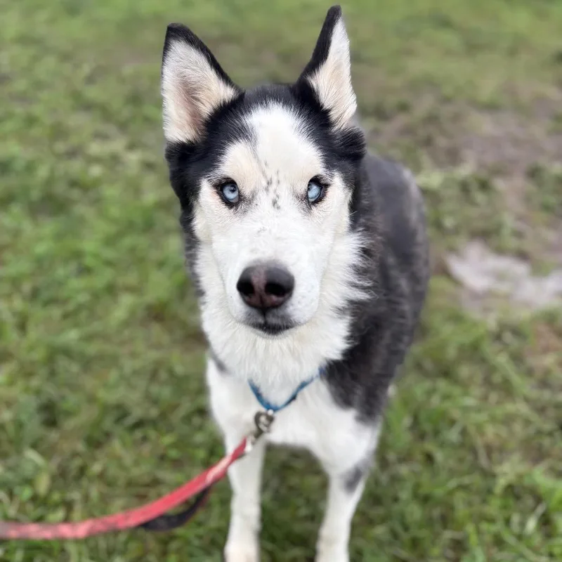 A senior small-sized male Husky dog named Blue for adoption in West Des Moines, IA