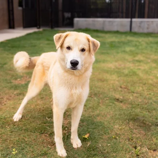 A young extra large-sized male Anatolian Shepherd dog named Pen  Archie for adoption in Lawrenceville, GA