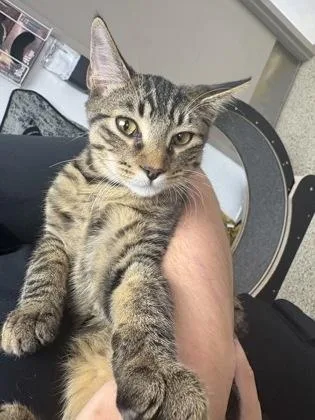 A young medium-sized female Domestic Short Hair cat named Isosceles for adoption in Blue Springs, MO