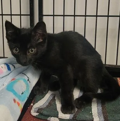 A baby medium-sized female Domestic Short Hair cat named Willow for adoption in West Chester, PA