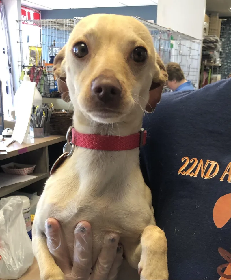 A young small-sized male Yellow / Tan / Blond / Fawn Chihuahua dog named Chopper for adoption in Parma, OH