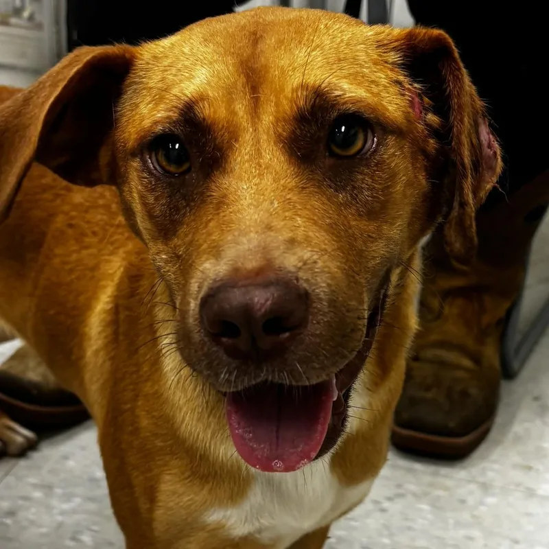 An adult medium-sized female Red / Chestnut / Orange Terrier dog named Ariel for adoption in Clarksdale, MS
