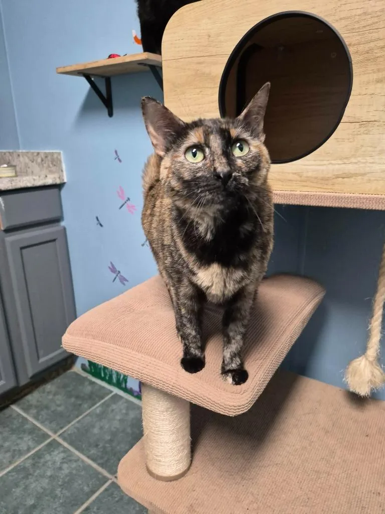 An adult large-sized female Calico cat named Pinto Bean for adoption in Center, TX