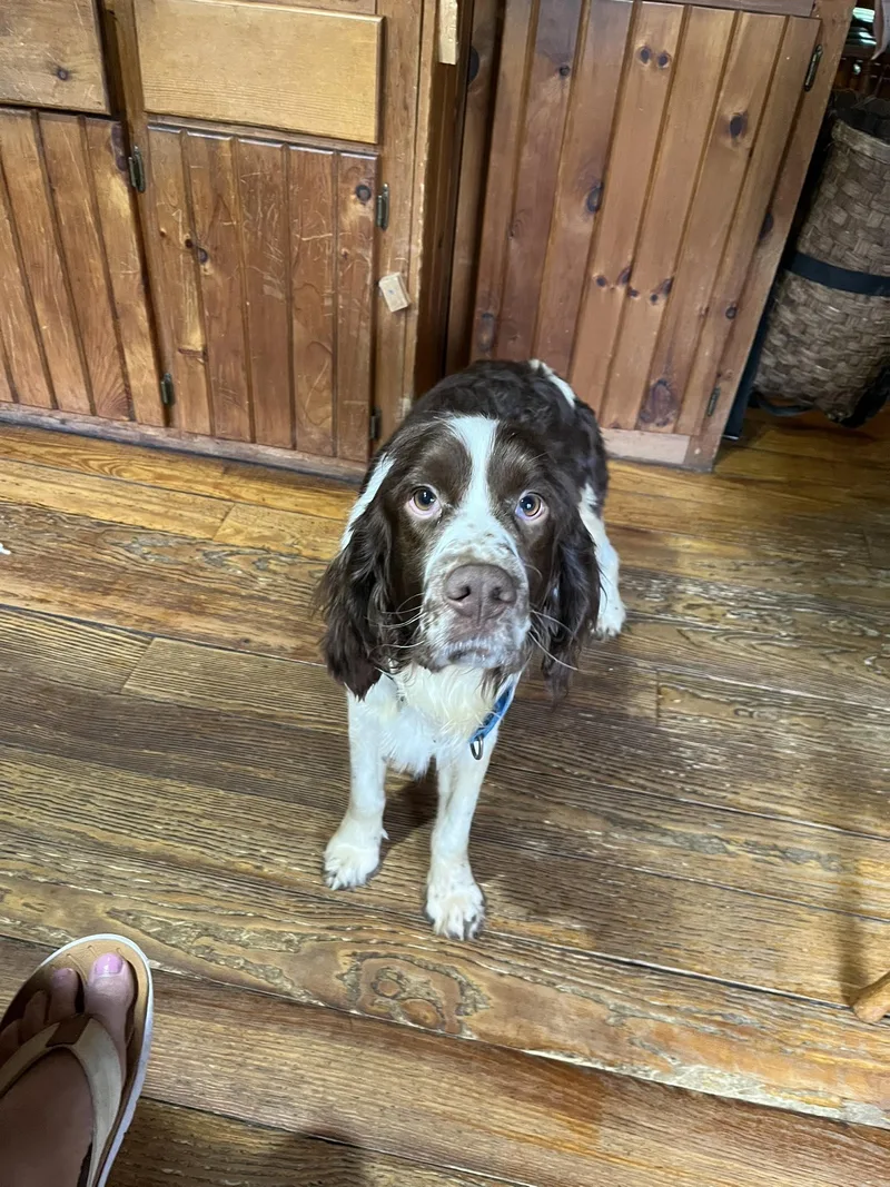 An adult medium-sized male English Springer Spaniel dog named Jerry Springer for adoption in Greenwich, NY