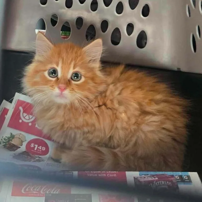 A baby small-sized male Orange / Red Domestic Medium Hair cat named Renan Callahan for adoption in Eagle Mountain, UT