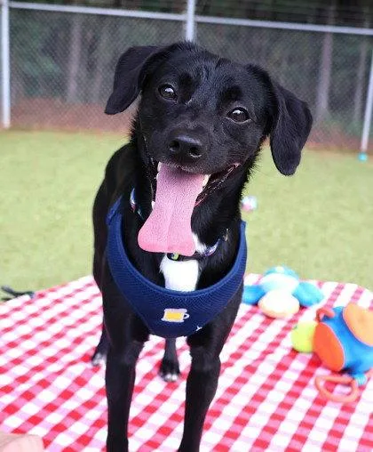 An adult small-sized male Beagle dog named Rowdy Athens for adoption in Rockaway, NJ