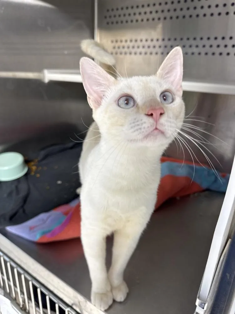 A baby small-sized male Domestic Short Hair cat named Itchy Mitchy for adoption in Fort Walton Beach, FL