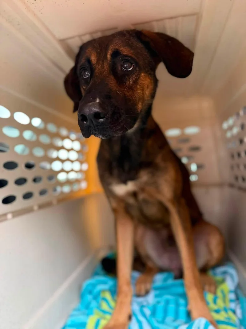 An adult medium-sized male Shepherd dog named Loki for adoption in Jacksonville, NC