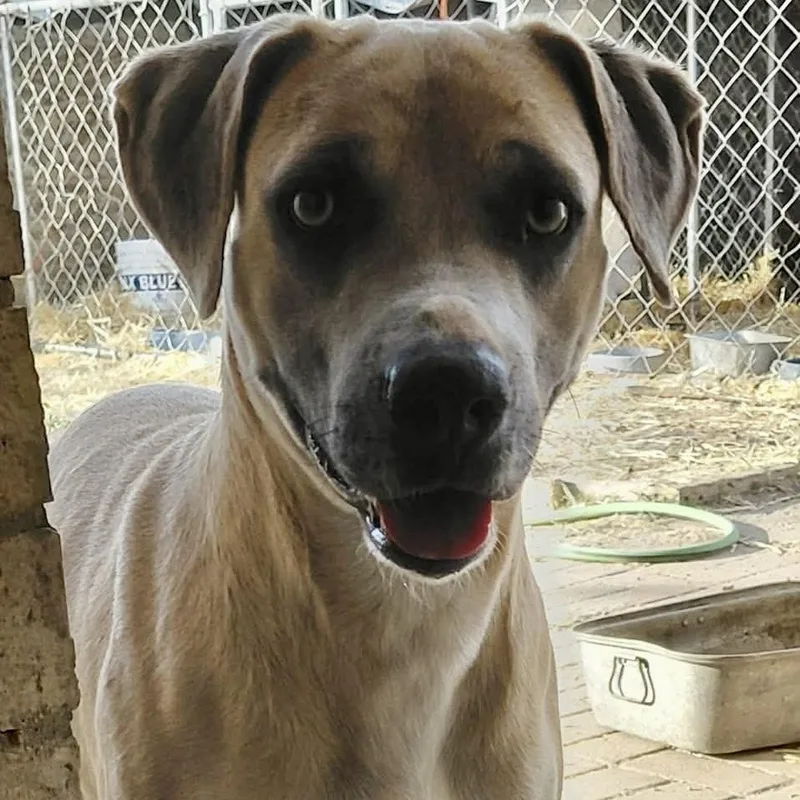 A young medium-sized male Boxer dog named Maxie for adoption in Warren, RI