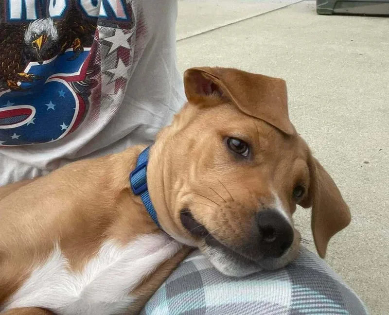 A baby large-sized male Labrador Retriever dog named Ace for adoption in Sumter, SC