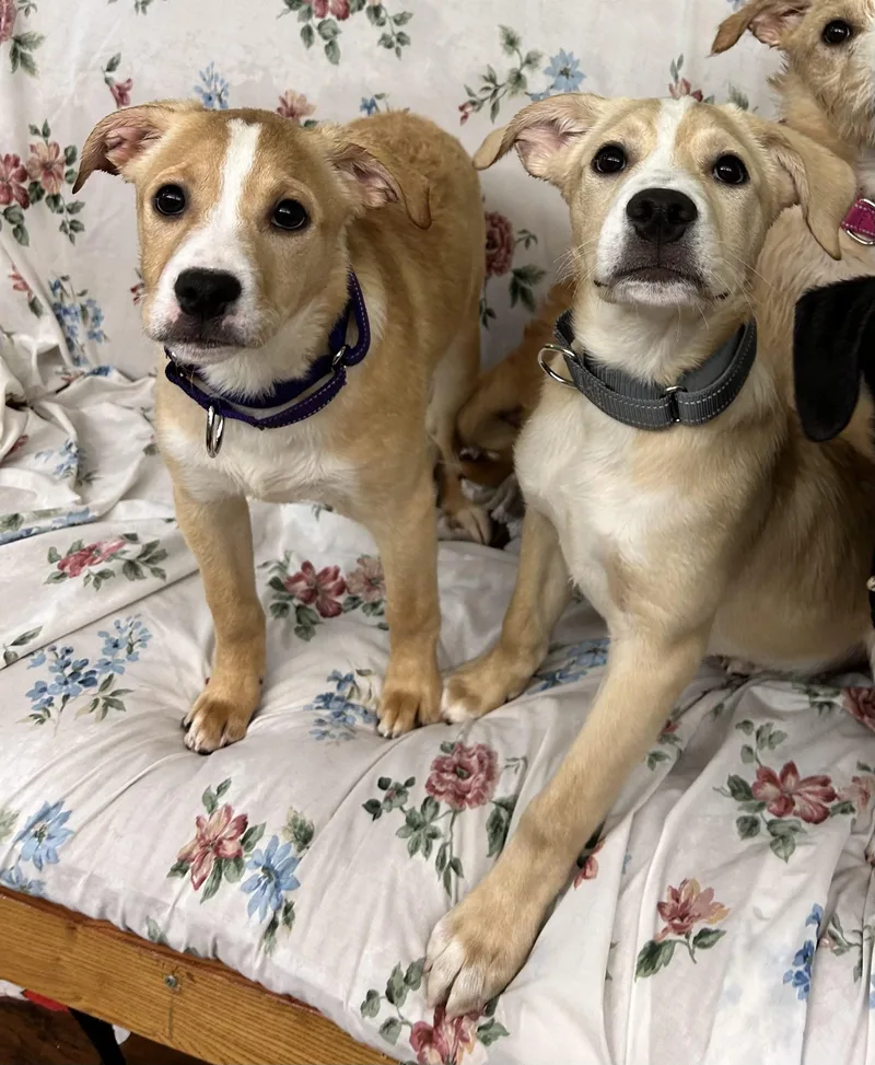 Puppies