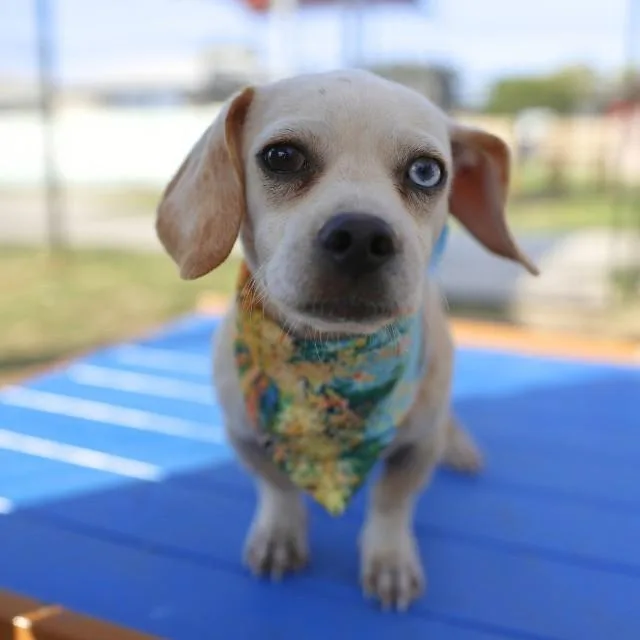 A young small-sized male Terrier dog named Mino for adoption in San Antonio, TX