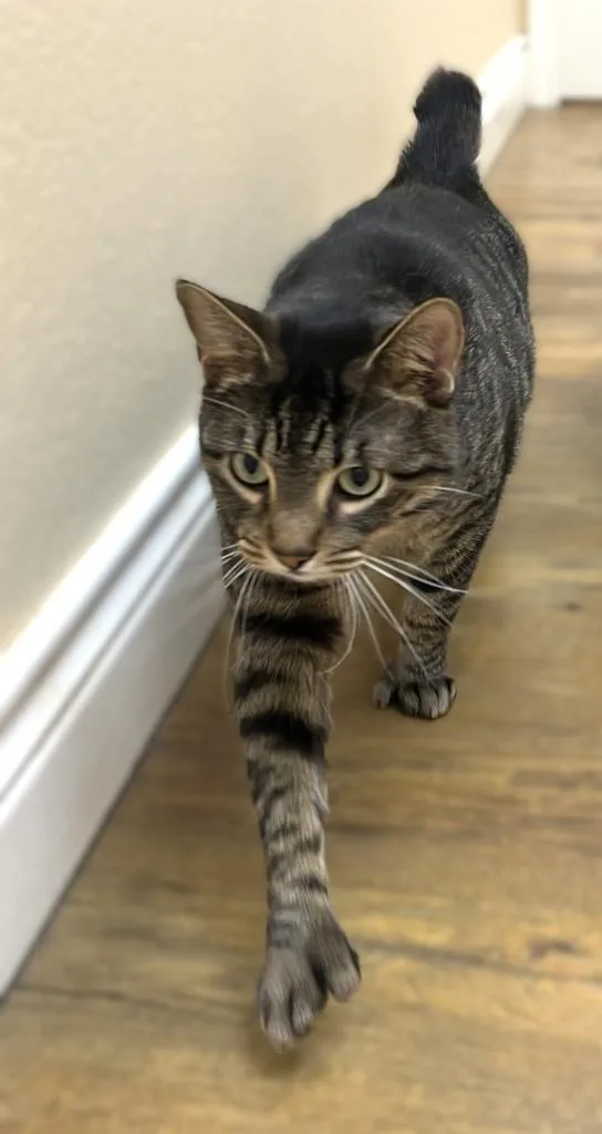 An adult medium-sized male Domestic Short Hair cat named Buddy for adoption in Roanoke, TX