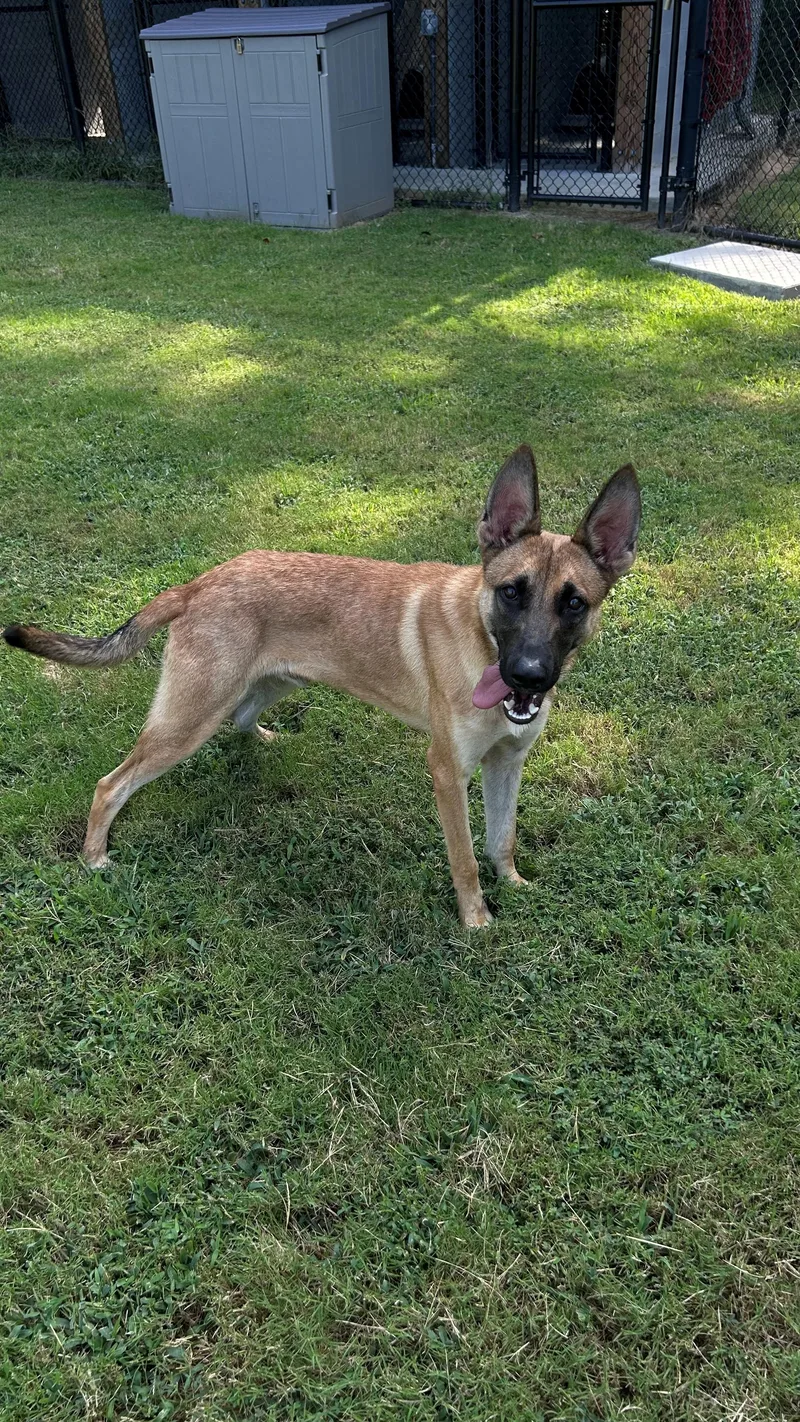 A young medium-sized male Yellow / Tan / Blond / Fawn Belgian Shepherd / Malinois dog named Spork for adoption in Suffolk, VA