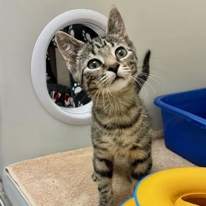 A baby small-sized male Domestic Short Hair cat named Frogger for adoption in Wheaton, IL