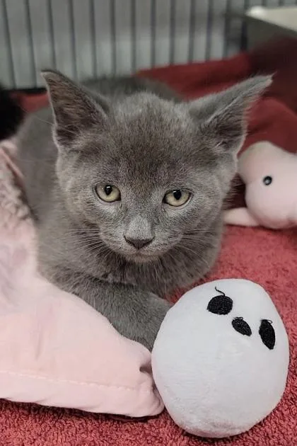 A baby medium-sized male Domestic Short Hair cat named Popsicle for adoption in Elmira, NY