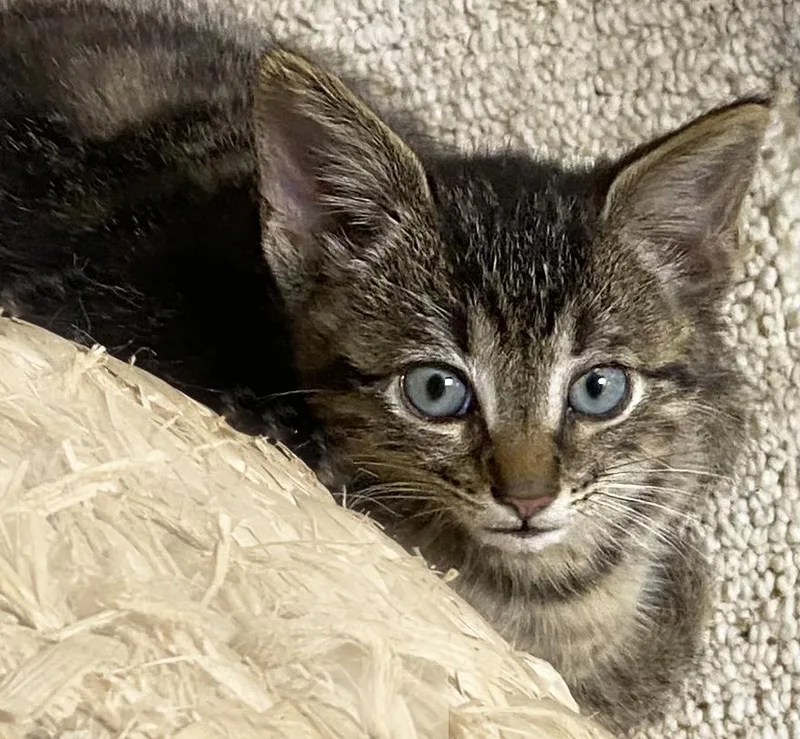 A baby medium-sized male Tabby (Brown / Chocolate) Domestic Short Hair cat named Pepsi for adoption in Mansfield, OH