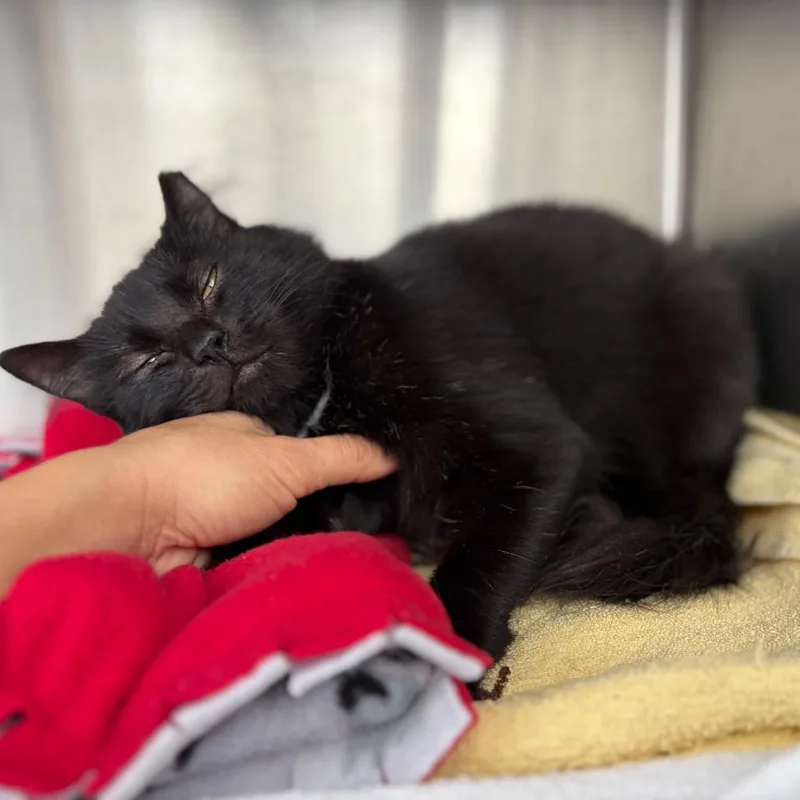 An adult medium-sized female Domestic Medium Hair cat named Sylvia for adoption in Pittsburgh, PA