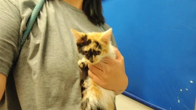 A baby small-sized female Domestic Short Hair cat named Rosie for adoption in Albuquerque, NM