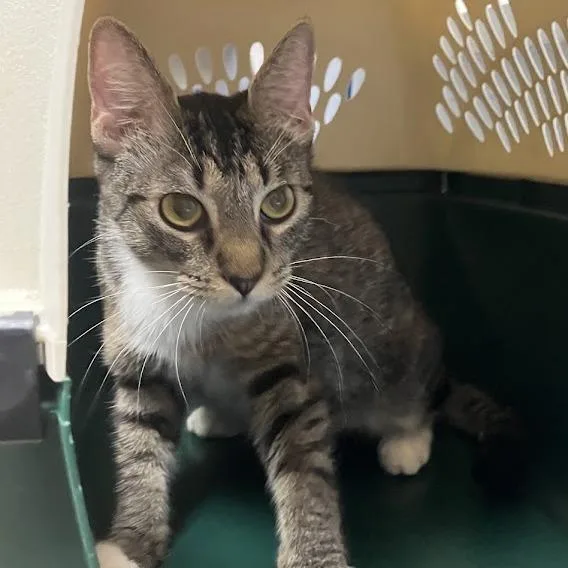 An adult medium-sized female Brown / Chocolate Domestic Short Hair cat named Sourdough for adoption in DeKalb, IL
