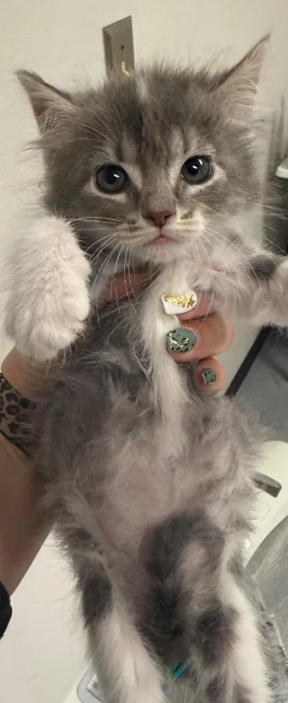 A baby small-sized female Domestic Long Hair cat named Muffin for adoption in Greencastle, IN